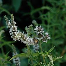 Attēlu rezultāti vaicājumam “Mentha longifolia flower”