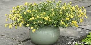 Image result for Anthyllis vulneraria rubra