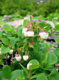 Attēlu rezultāti vaicājumam “Vaccinium uliginosum flower”