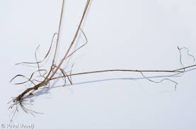 Attēlu rezultāti vaicājumam “Poa nemoralis fruit”