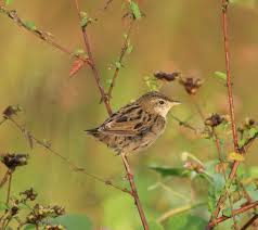 Image result for Locustella naevia