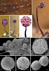 Attēlu rezultāti vaicājumam “Amaurochaete sp.”