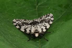 Attēlu rezultāti vaicājumam “Lymantria monacha imago”