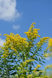Attēlu rezultāti vaicājumam “Solidago virgaurea flower”