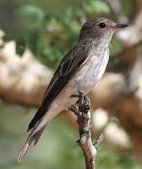 Attēlu rezultāti vaicājumam “Muscicapidae”