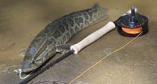 Image result for Channa argus