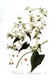 Attēlu rezultāti vaicājumam “Fallopia dumetorum”