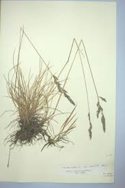 Attēlu rezultāti vaicājumam “Festuca rubra subsp. rubra”