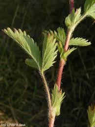 Attēlu rezultāti vaicājumam “Potentilla norvegica flower”