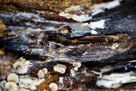 Attēlu rezultāti vaicājumam “Claustria didermoides macro”