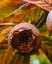 Attēlu rezultāti vaicājumam “Mespilus germanica”