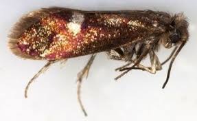 Attēlu rezultāti vaicājumam “Eriocraniidae”