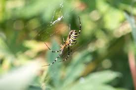 Attēlu rezultāti vaicājumam “Argiope bruennichi female”