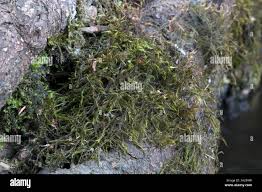 Attēlu rezultāti vaicājumam “Distichium capillaceum”