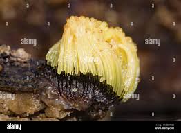 Attēlu rezultāti vaicājumam “Stemonitis flavogenita”