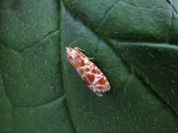 Attēlu rezultāti vaicājumam “Rhyacionia pinicolana”