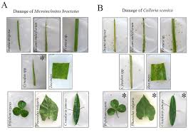 Attēlu rezultāti vaicājumam “Collaria sp.”