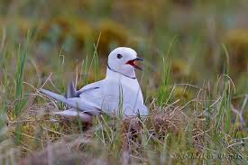 Image result for Rhodostethia rosea