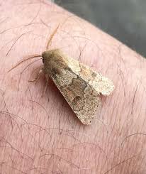 Attēlu rezultāti vaicājumam “Orthosia miniosa”