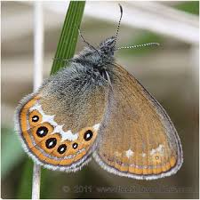 Attēlu rezultāti vaicājumam “Coenonympha hero”