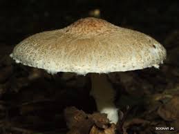 Attēlu rezultāti vaicājumam “Lepiota clypeolaria”