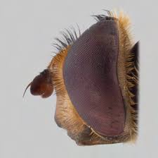 Attēlu rezultāti vaicājumam “Eupeodes nielseni”