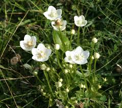 Attēlu rezultāti vaicājumam “Parnassia palustris flower”