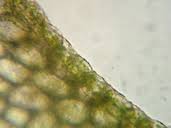 Attēlu rezultāti vaicājumam “Lophozia ventricosa”