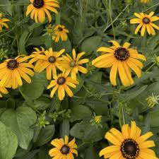 Image result for Rudbeckia fulgida
