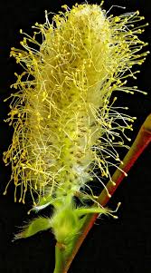 Attēlu rezultāti vaicājumam “Salix myrsinifolia male flower”