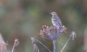 Image result for Anthus gustavi