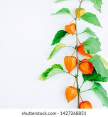 Attēlu rezultāti vaicājumam “Physalis alkekengi flower”