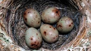 Attēlu rezultāti vaicājumam “Fringilla coelebs nest”