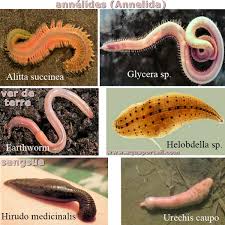 Attēlu rezultāti vaicājumam “Annelides”