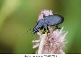 Attēlu rezultāti vaicājumam “Pterostichus melanarius”