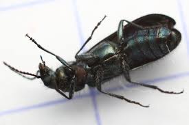 Attēlu rezultāti vaicājumam “Dasytes caeruleus imago”