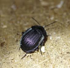 Attēlu rezultāti vaicājumam “Phosphuga atrata”