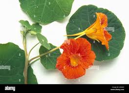 Attēlu rezultāti vaicājumam “Tropaeolum majus fruit”