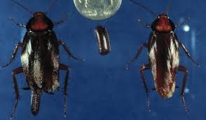 Image result for periplaneta americana