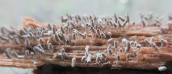 Attēlu rezultāti vaicājumam “Arcyria cinerea stalked”