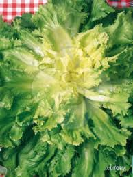 Attēlu rezultāti vaicājumam “Scardia boletella exuvia”