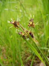 Attēlu rezultāti vaicājumam “Luzula campestris”