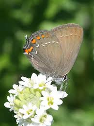 Attēlu rezultāti vaicājumam “Satyrium ilicis underside”