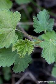 Attēlu rezultāti vaicājumam “Ribes rubrum leaf”