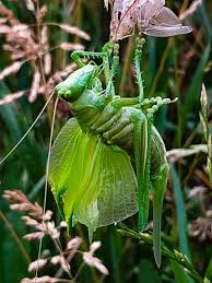 Attēlu rezultāti vaicājumam “Tettigonia cantans”