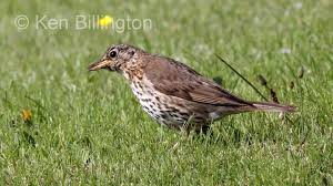 Attēlu rezultāti vaicājumam “Turdus philomelos juvenile”