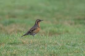 Image result for Ixoreus naevius