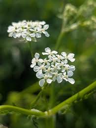 Attēlu rezultāti vaicājumam “Anthriscus sylvestris leaf”