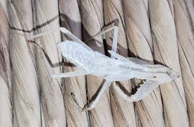 Attēlu rezultāti vaicājumam “exuvia”