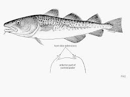 Image result for Gadus macrocephalus